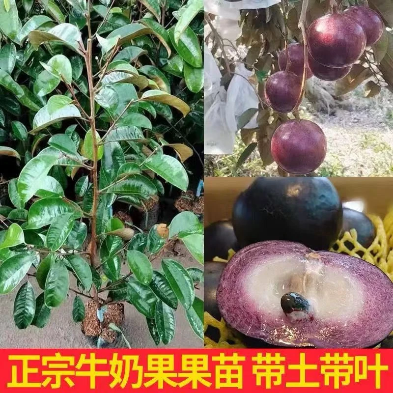 果创满牛奶果嫁接苗带土带叶食用紫龙860牛奶果南北种植耐寒好看