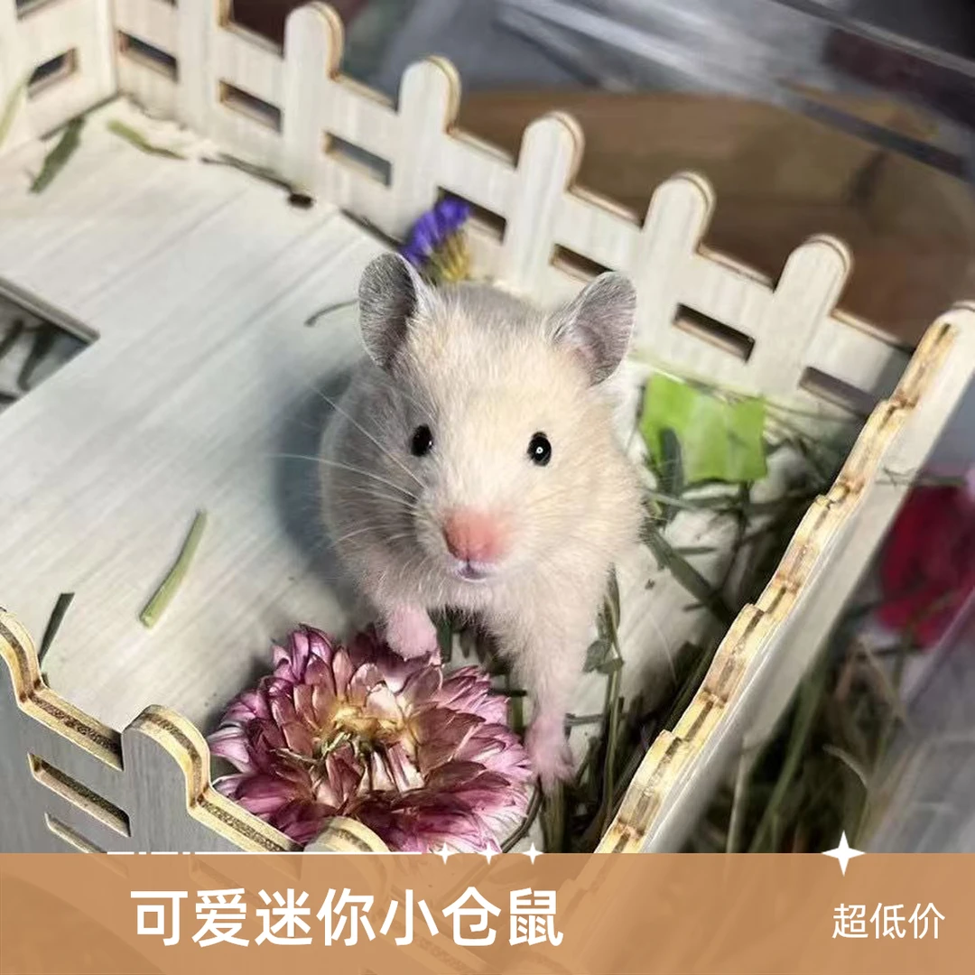 仓鼠宠物银狐布丁三线紫仓金丝熊宝宝包健康活体