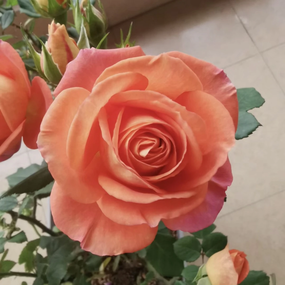 【金牛座】中香大花阳台花园楼顶好养护抗病性强花卉绿植月季盆栽