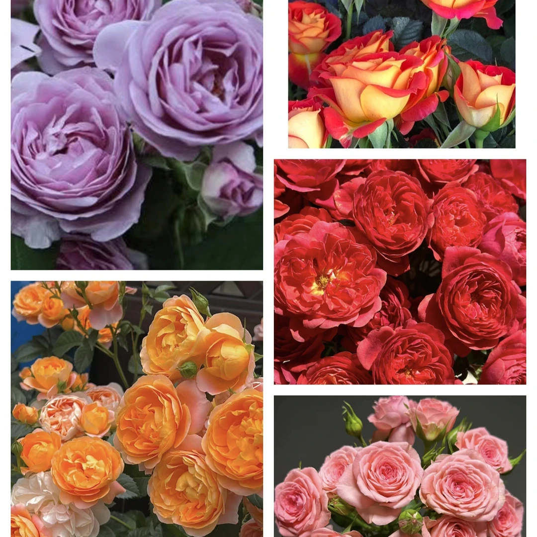 【大盆系列】2加仑起阳台庭院抗病性强好养护花卉绿植月季盆栽