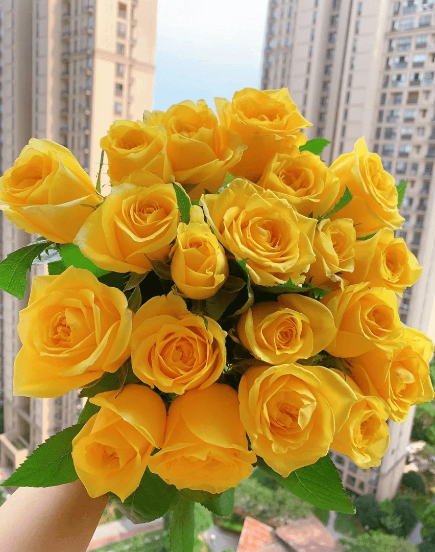 【苏格兰黄油】花园庭院楼顶好养护抗病性强花卉绿植月季玫瑰盆栽