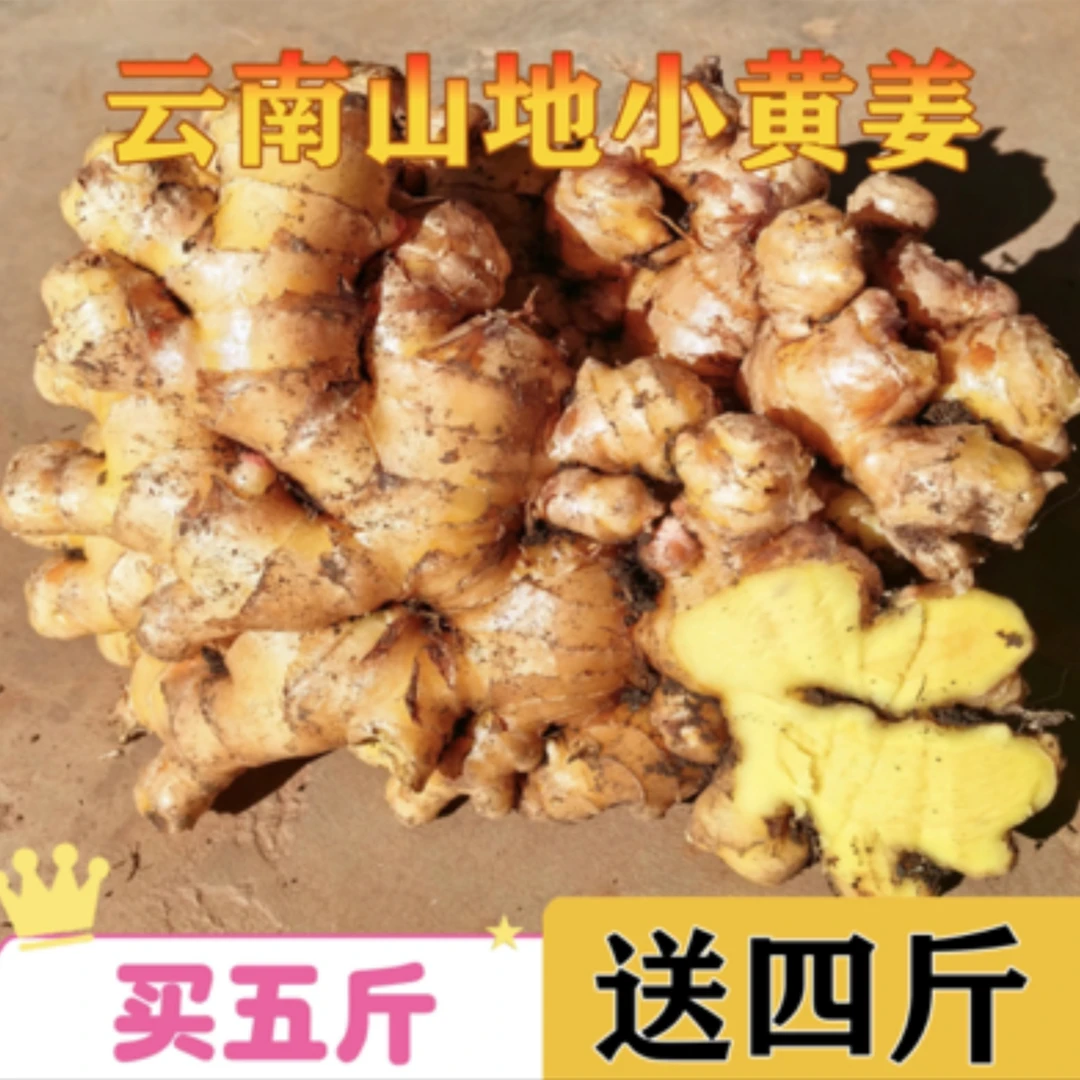 云南老姜农家现挖黄姜月子姜生姜配料辛辣姜小黄姜家用老姜鲜姜