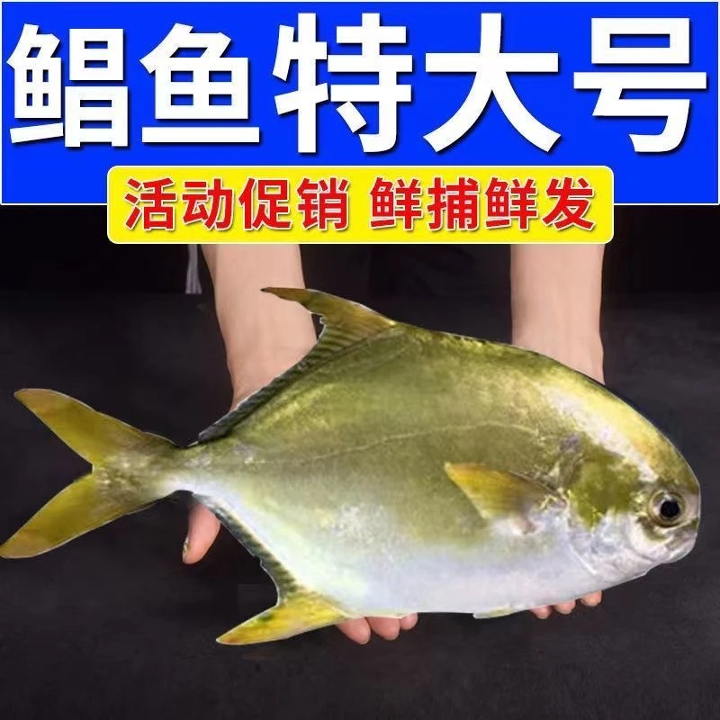新鲜金鲳鱼鲜美平鱼海昌金鲳鱼深海捕捞肉质美味