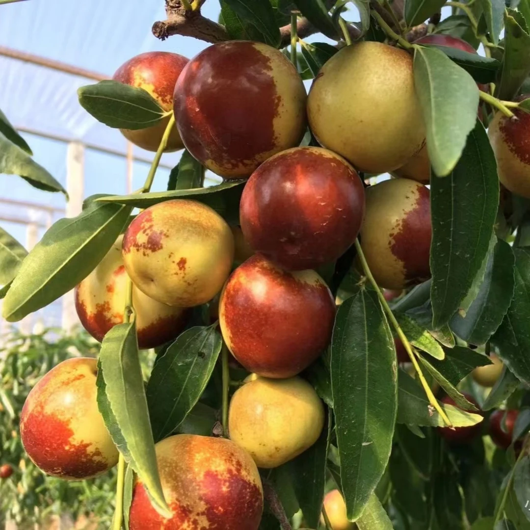 枣树活苗嫁接冬枣地栽果树果苗当年结果北方南方大枣超甜特大庭院