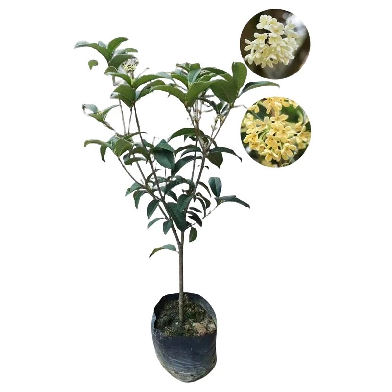 桂花树苗直生桂大型原生地栽大型丹桂实生金桂盆景老桩庭院带花苞