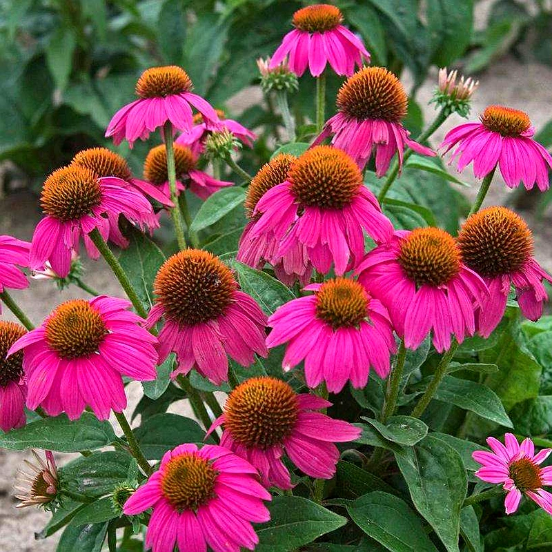 紫松果菊花种子多年生耐寒耐热紫锥菊春秋播易种易活阳台盆栽花卉