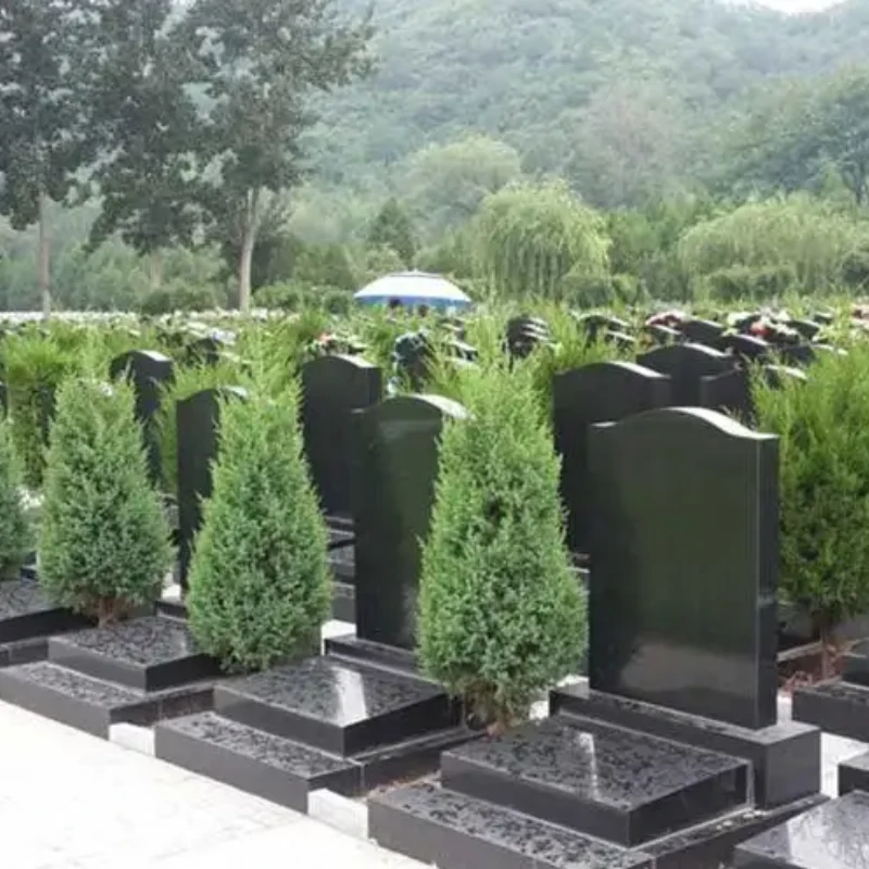 墓地松柏树苗塔柏蜀桧龙柏侧柏清明扫墓子孙树耐寒四季常青绿化苗