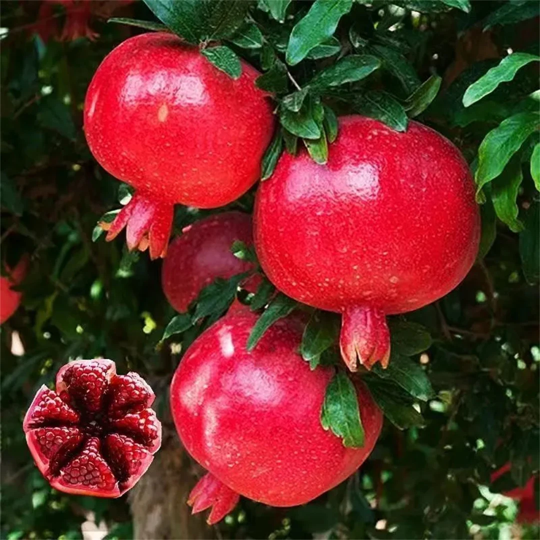 突尼斯无仔软籽石榴树苗石榴花盆景盆栽地栽室内室外阳台庭院绿植