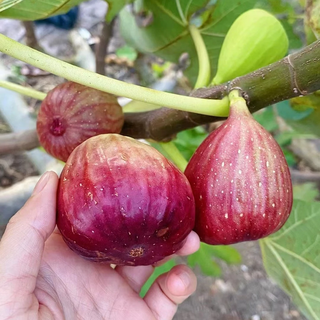无花果树果苗特大果矮化盆栽波姬红南方北阳台四季种植耐热水果树