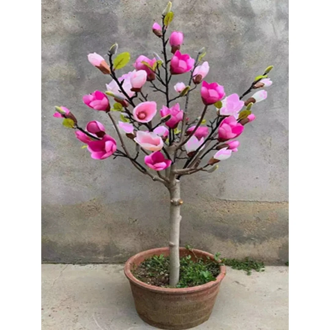 矮化玉兰树苗盆地栽盆景白红紫玉兰花苗别墅阳台庭院花卉耐寒带花