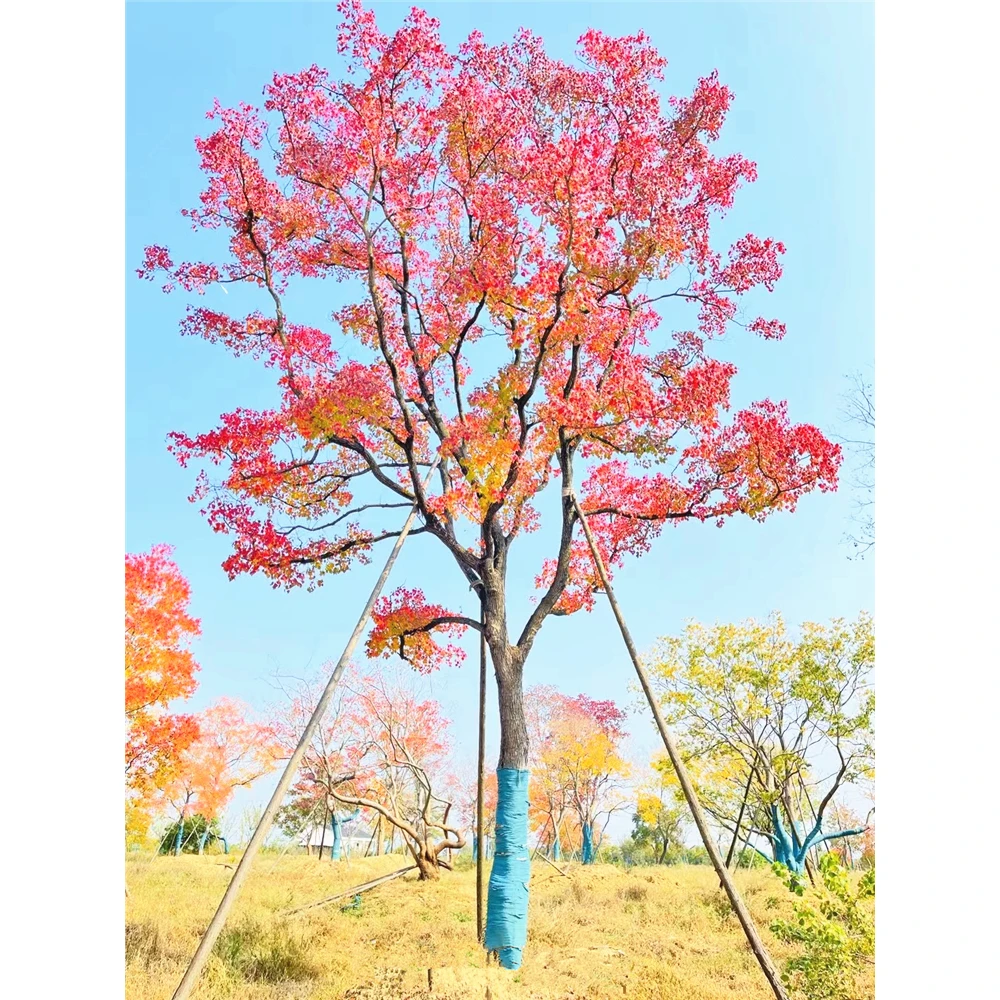 乌桕树苗彩叶乌桕树庭院别墅耐寒大型行道绿化工程风景树菩提树苗