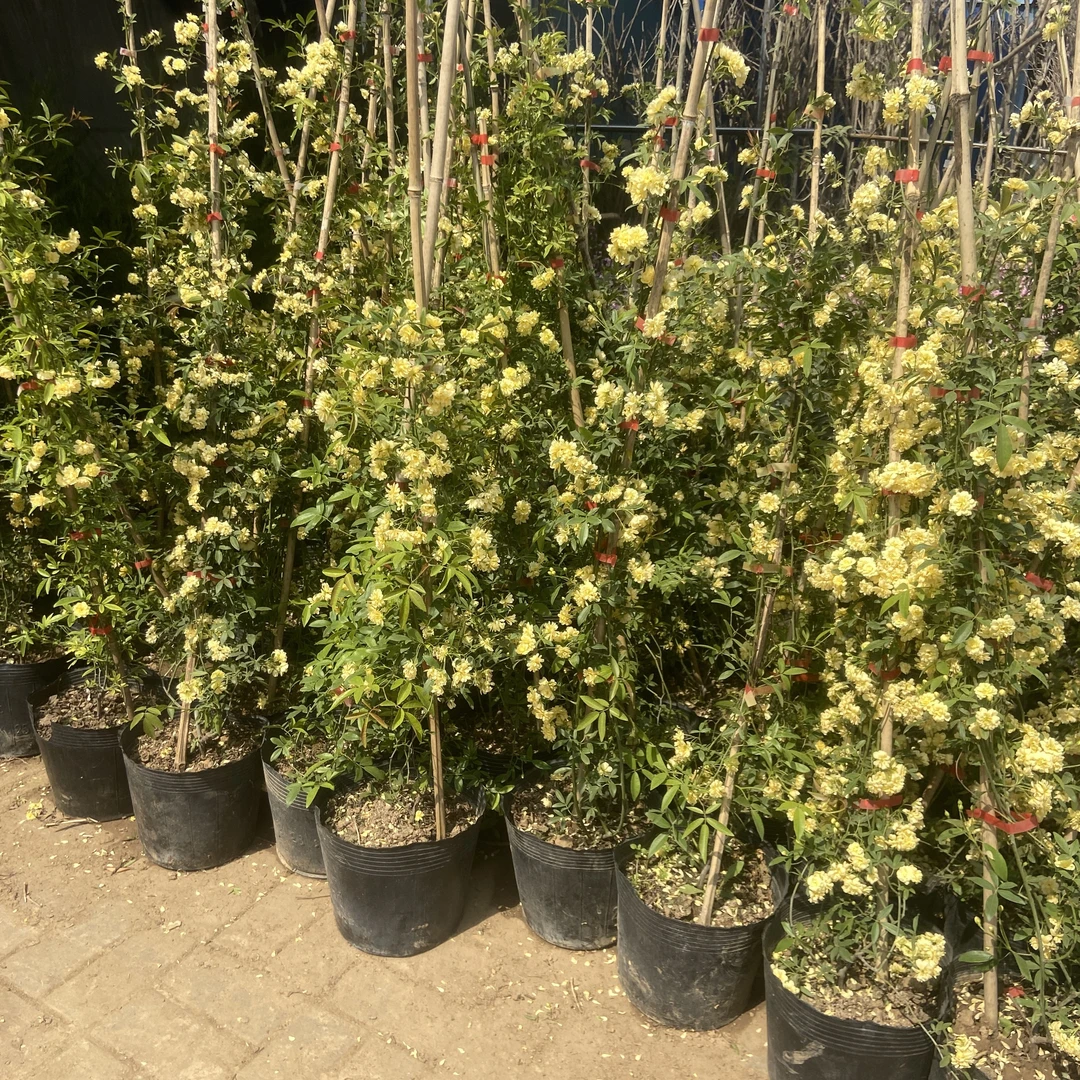 盆栽红白黄木香花苗母系大苗肯爬藤植物重瓣浓香型带花苞土球耐寒