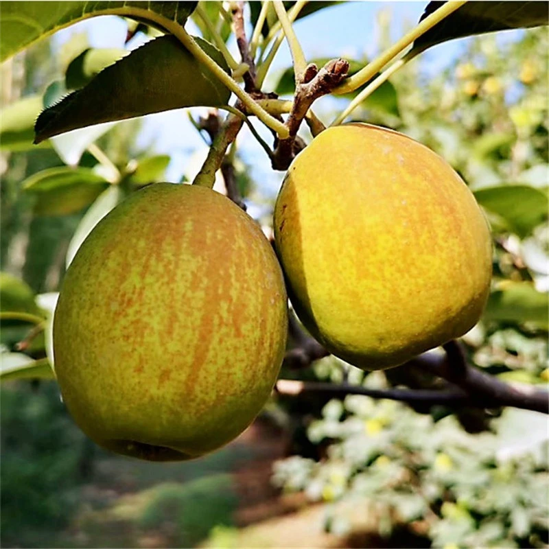 香梨树苗香梨果树苗盆栽地栽南方北方种植嫁接梨果树苗