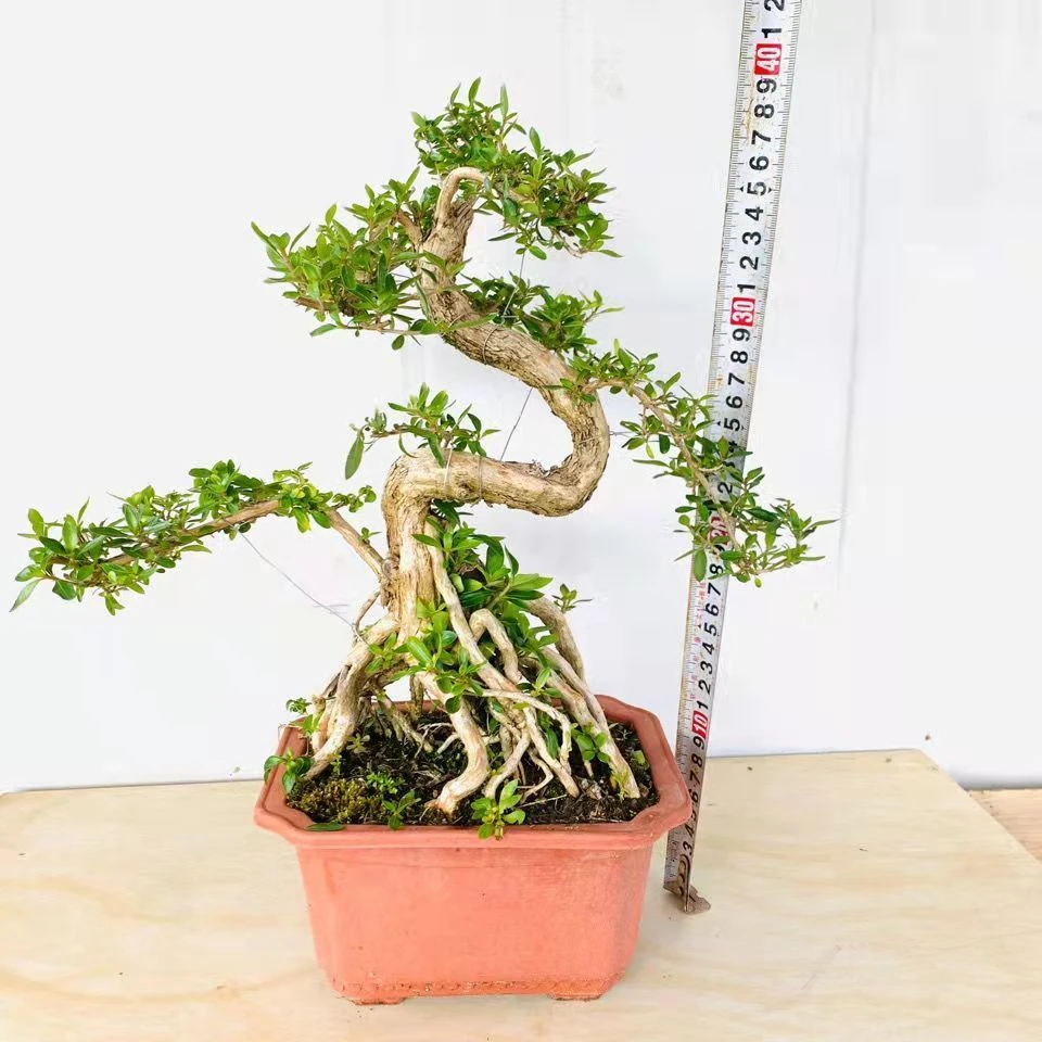 雀梅盆景福建茶白腊六月雪老桩绿植物造型熟桩树桩发货随机随机