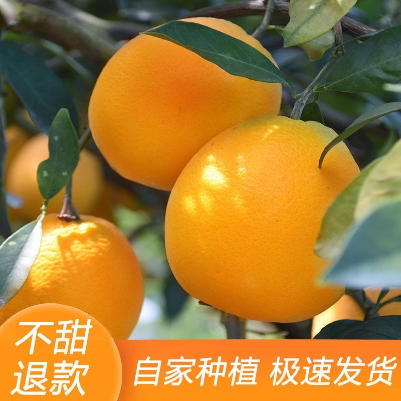 （产地直发）正宗赣南脐橙自家现摘现卖新鲜香甜多汁水果江西