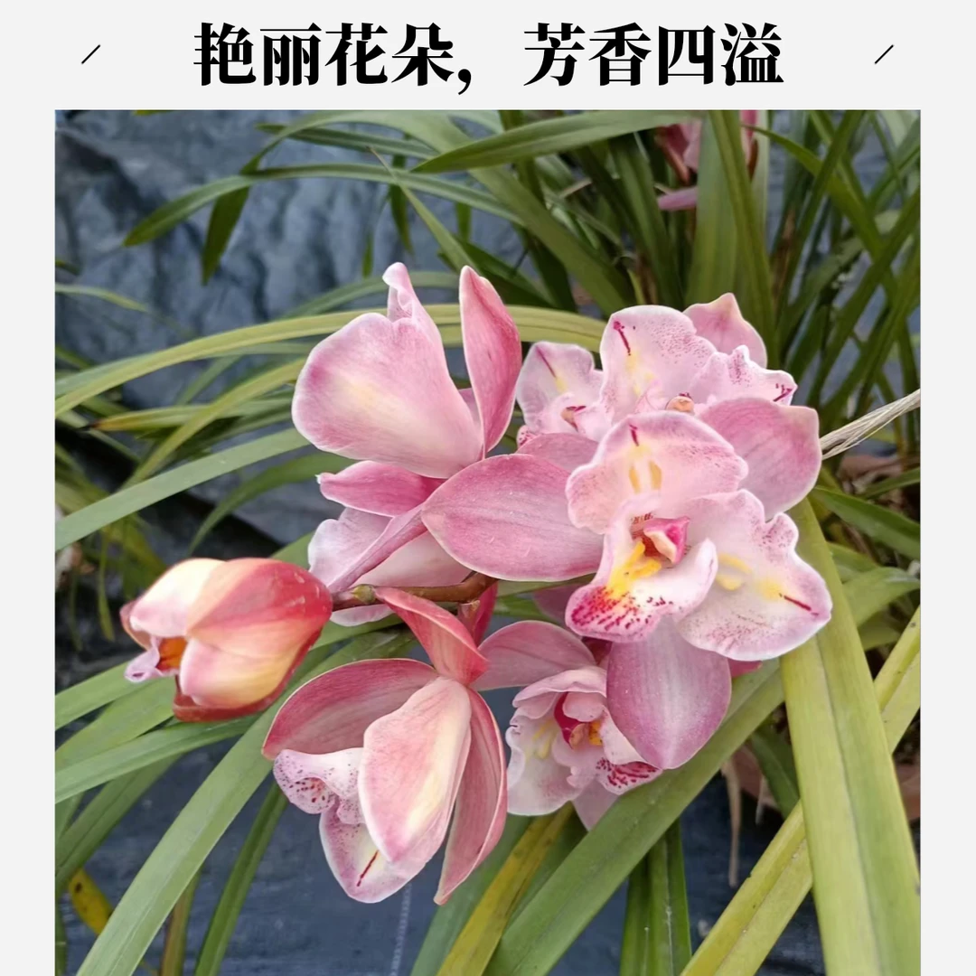 三星蝶兰花盆栽8年2苗春兰 粉黛龙头子母苗  开花浓香 1-3月份