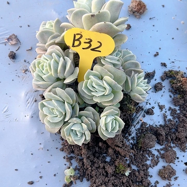 Z**秀b 32可爱玫瑰可爱