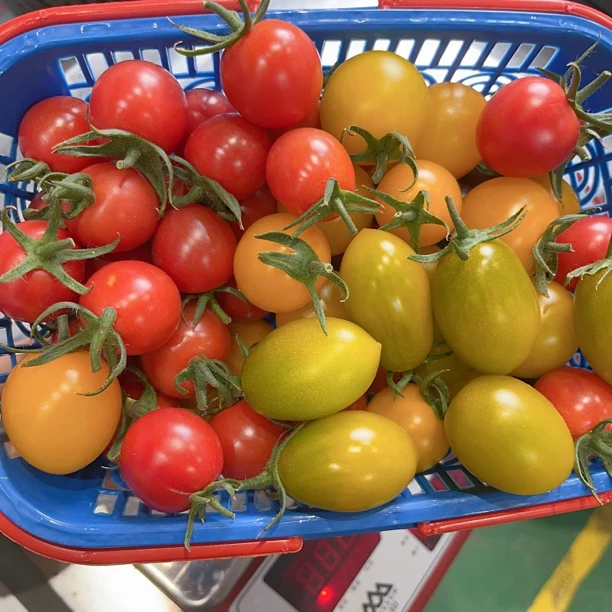 【当天采摘】本地多彩小番茄千禧1篮（带篮约1.5斤）迷彩小番茄上海市