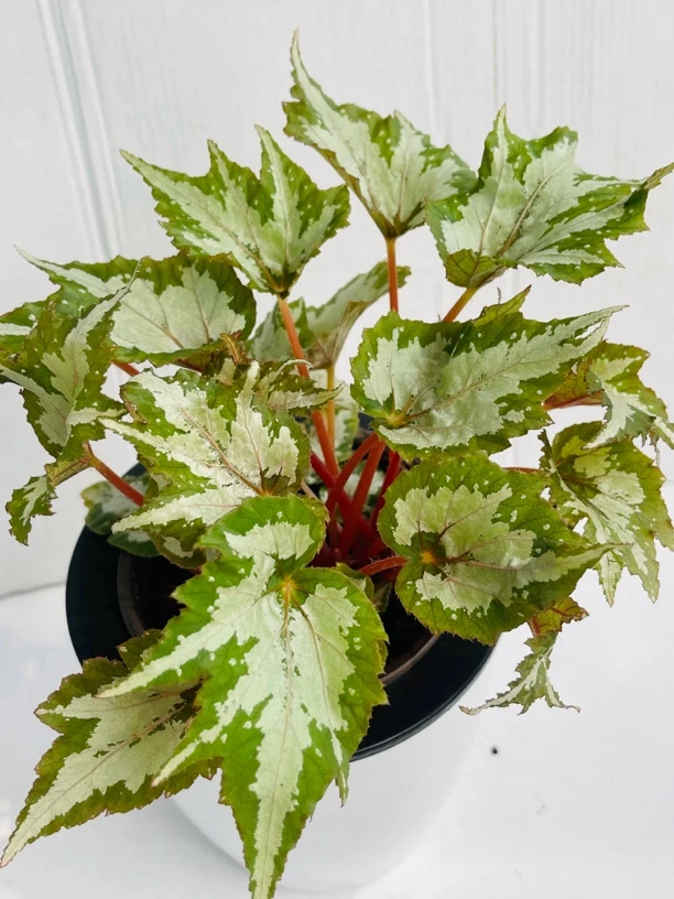 【银青】秋海棠系列