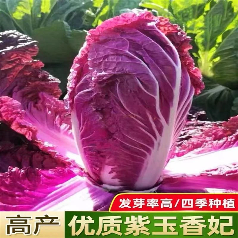 紫白菜种子紫罗兰白菜里外紫色大白菜夏季可种植家庭小院阳台种植