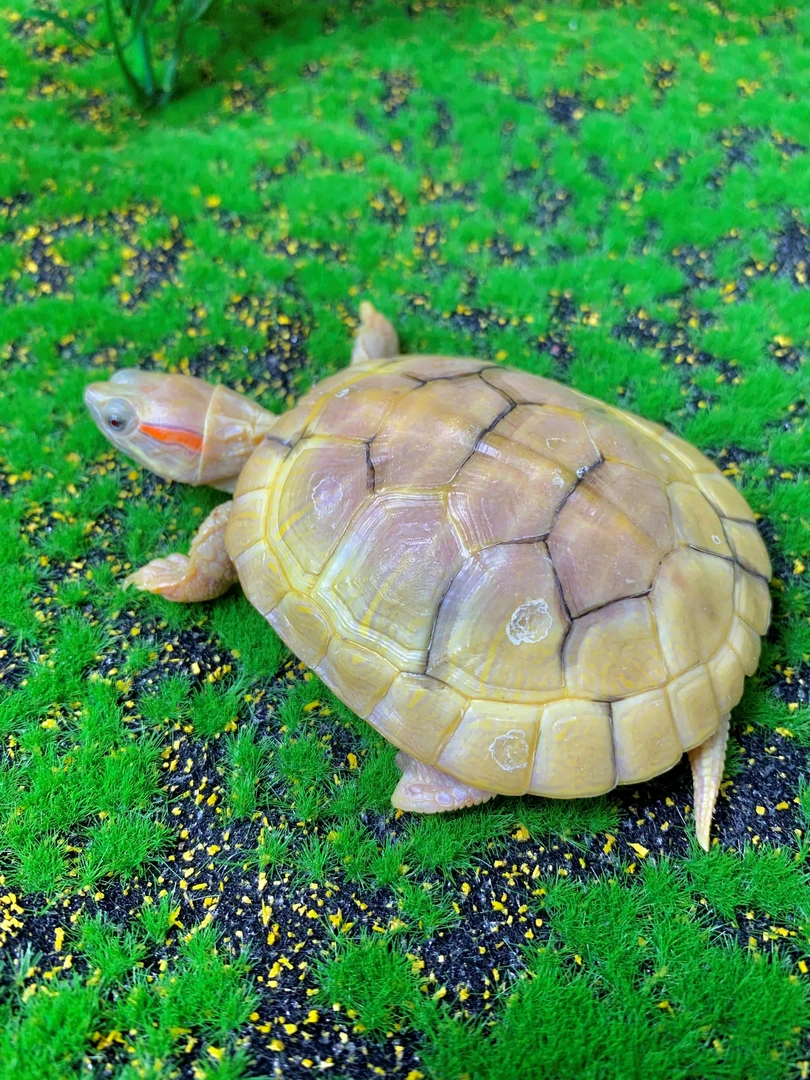 悖论巴西龟苗碌直播挑选