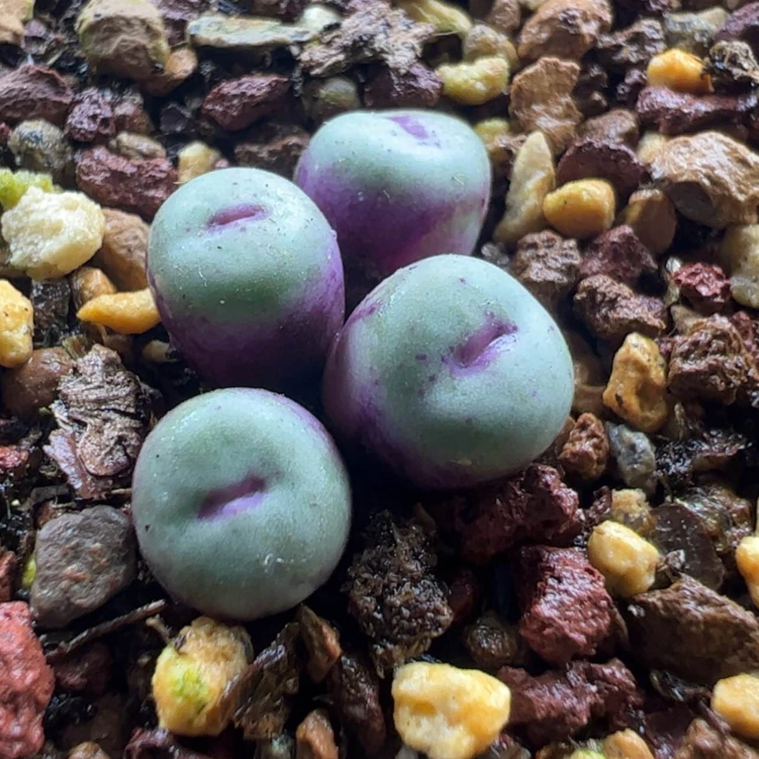 【闪购商品】368