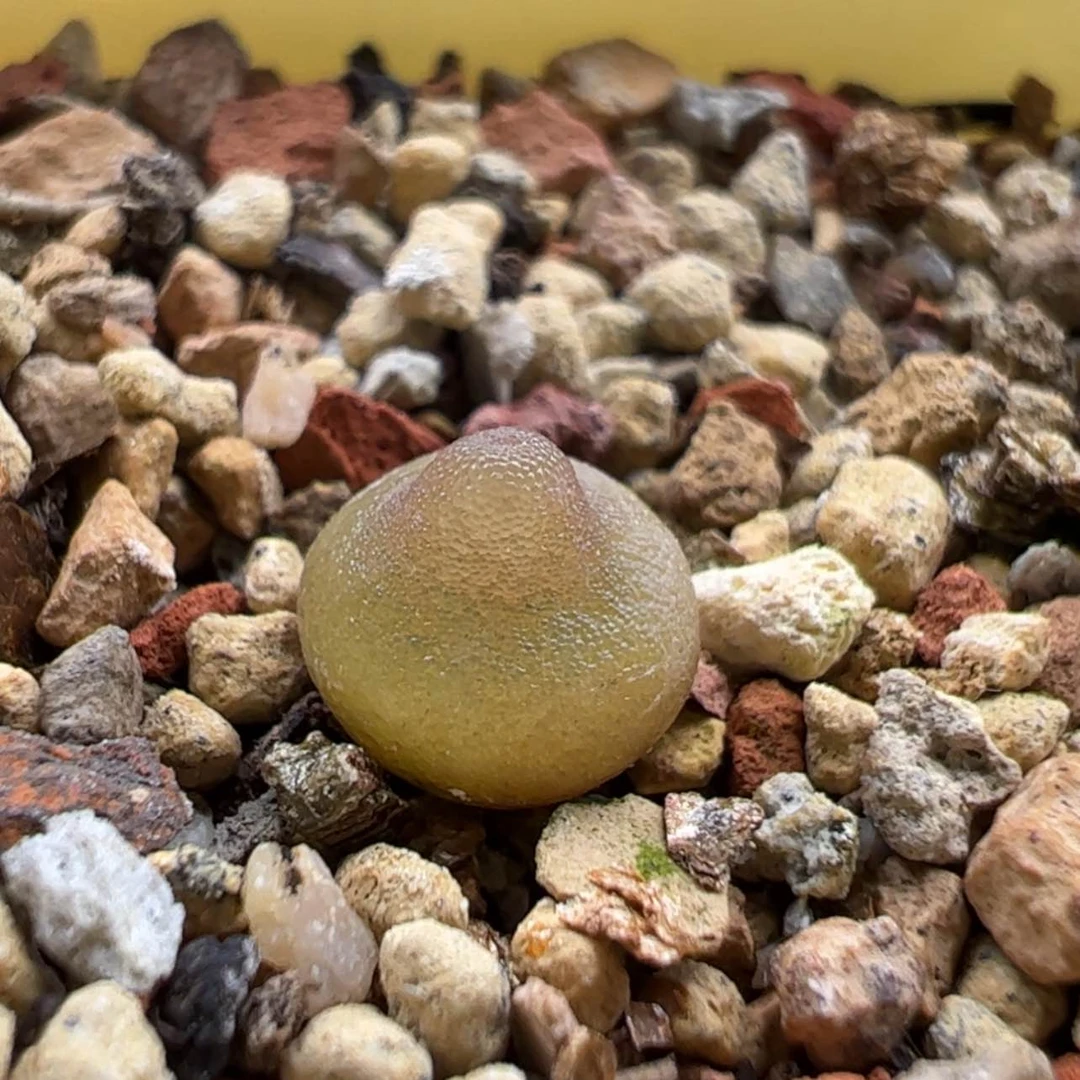 【闪购商品】036