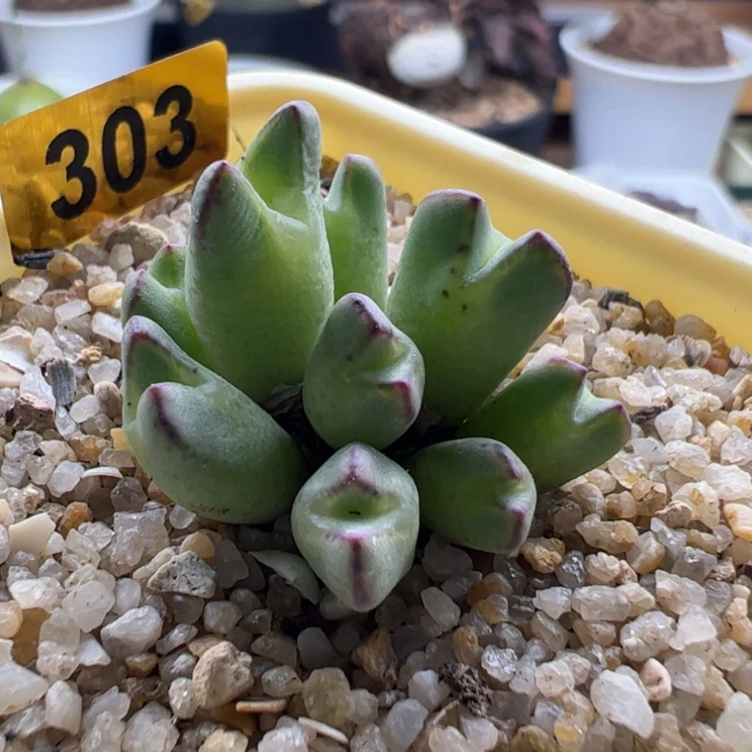 【闪购商品】303