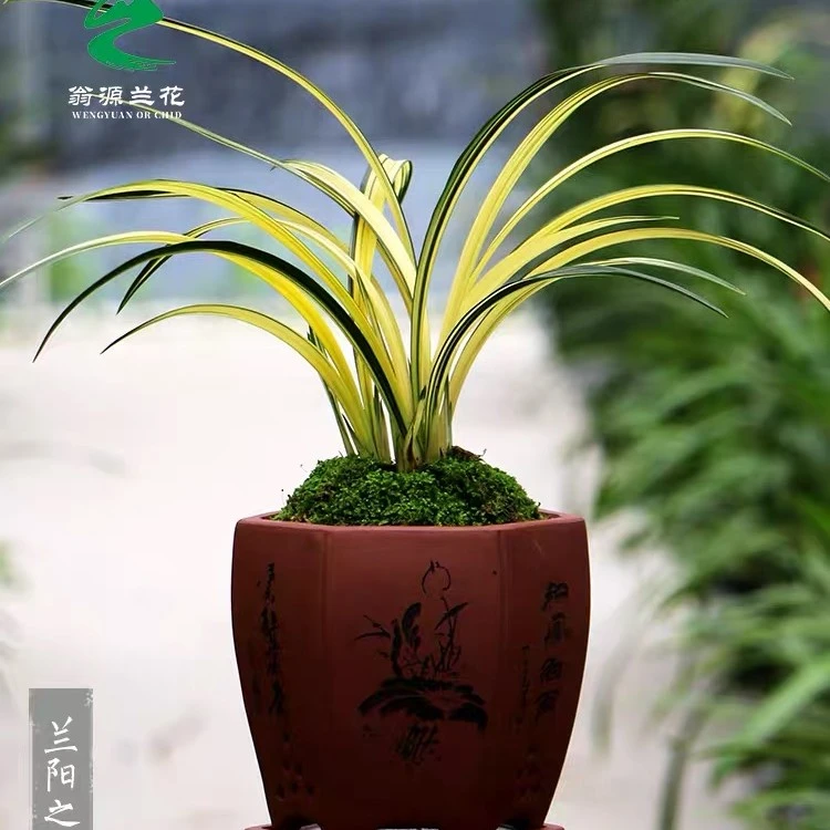 【兰阳之松】墨兰兰阳之松花艺双全有花赏花无花赏叶浓香型