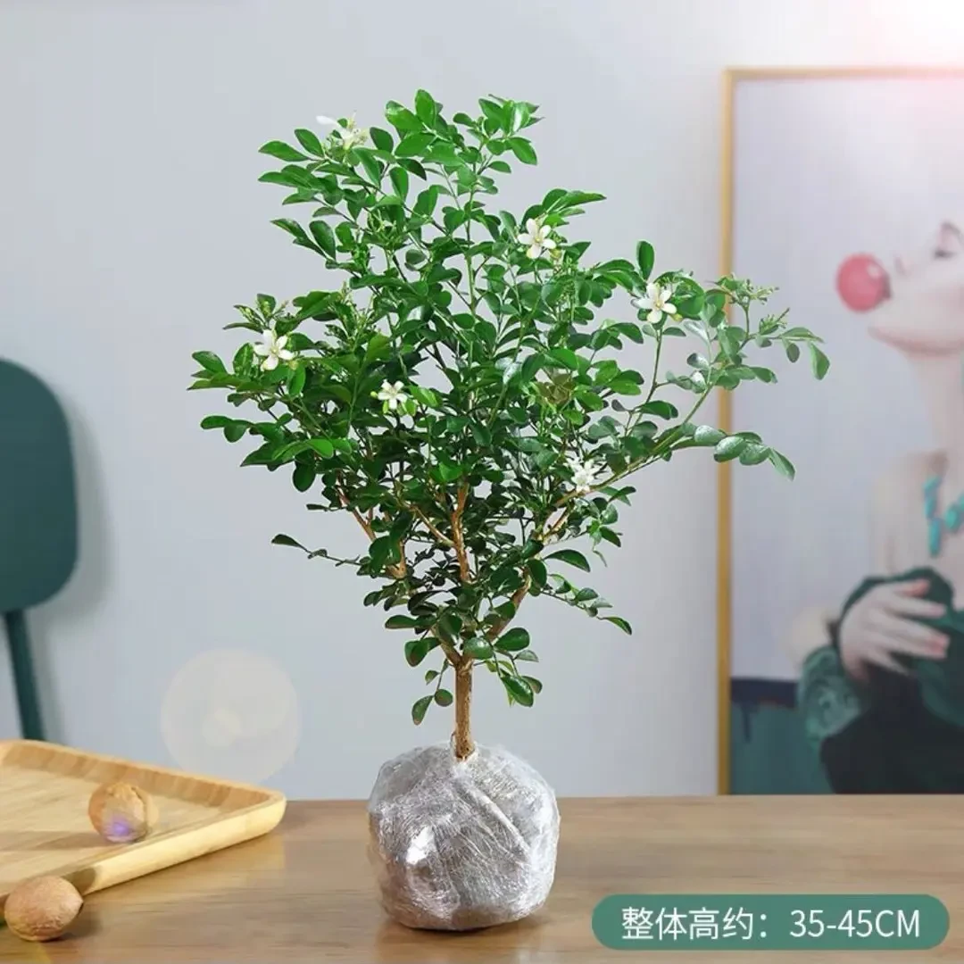 九里香盆栽驱蚊虫植物室内花卉四季千里眼树苗开花老桩七里香春天