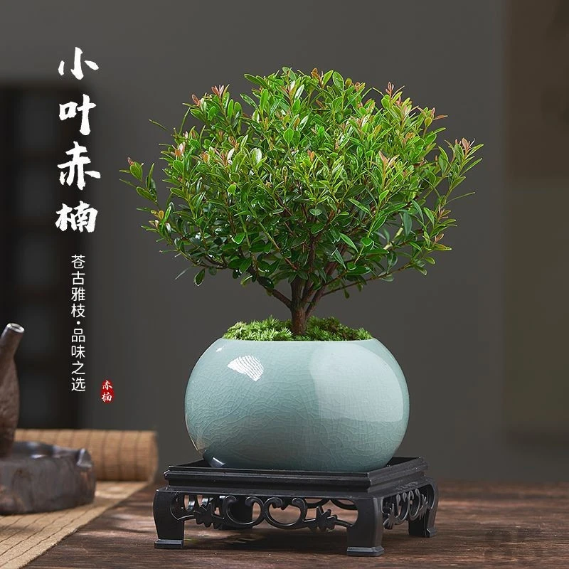 正宗小叶赤楠金丝楠盆栽树苗室内办公室绿植小叶紫檀盆景桌面植物