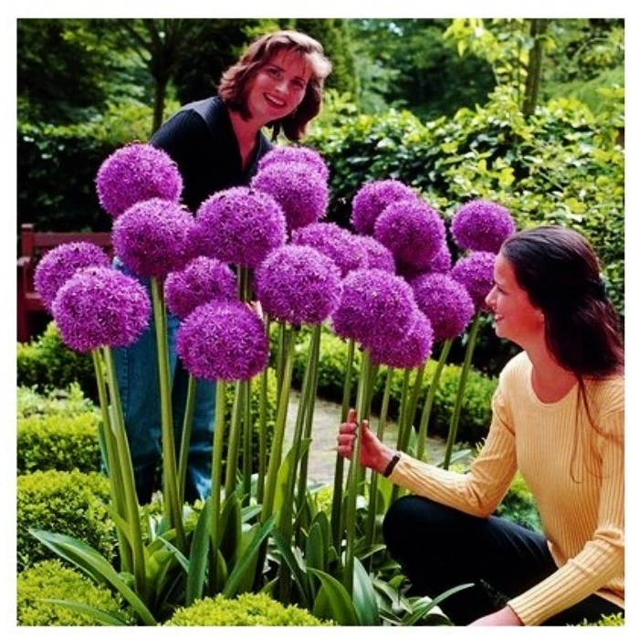 大花葱种球耐寒花卉盆栽植物庭院地栽大葱花球根四季易活当年开花