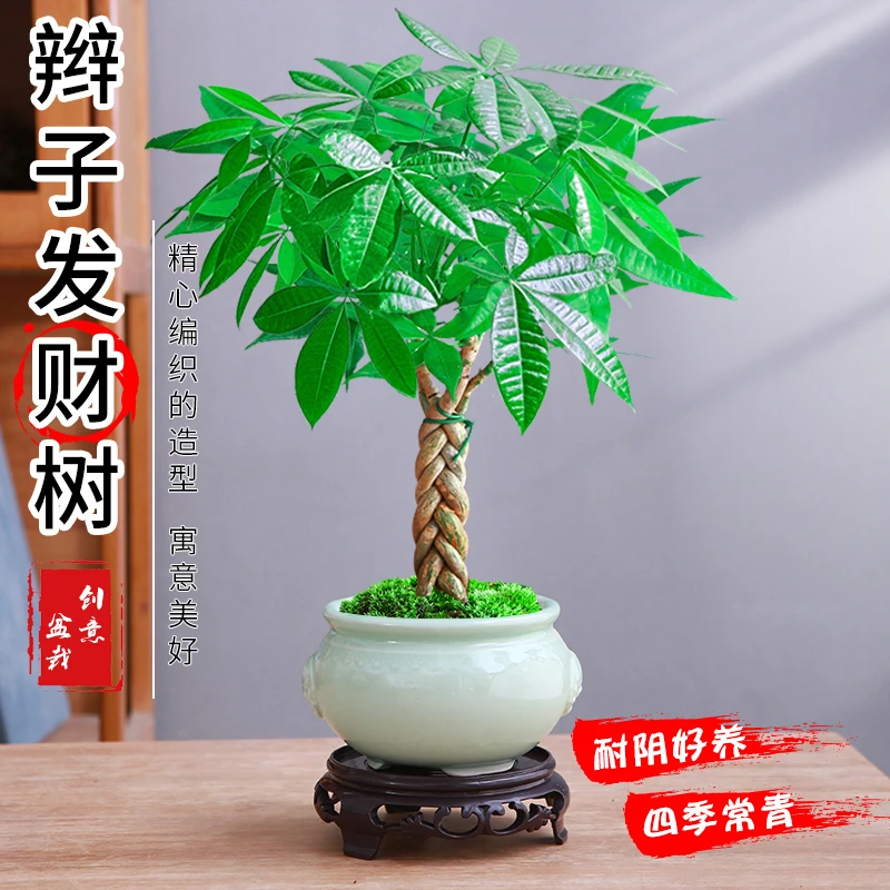 发财树盆栽植物室内花卉绿植办公好养客厅四季常青招财树辫子盆景