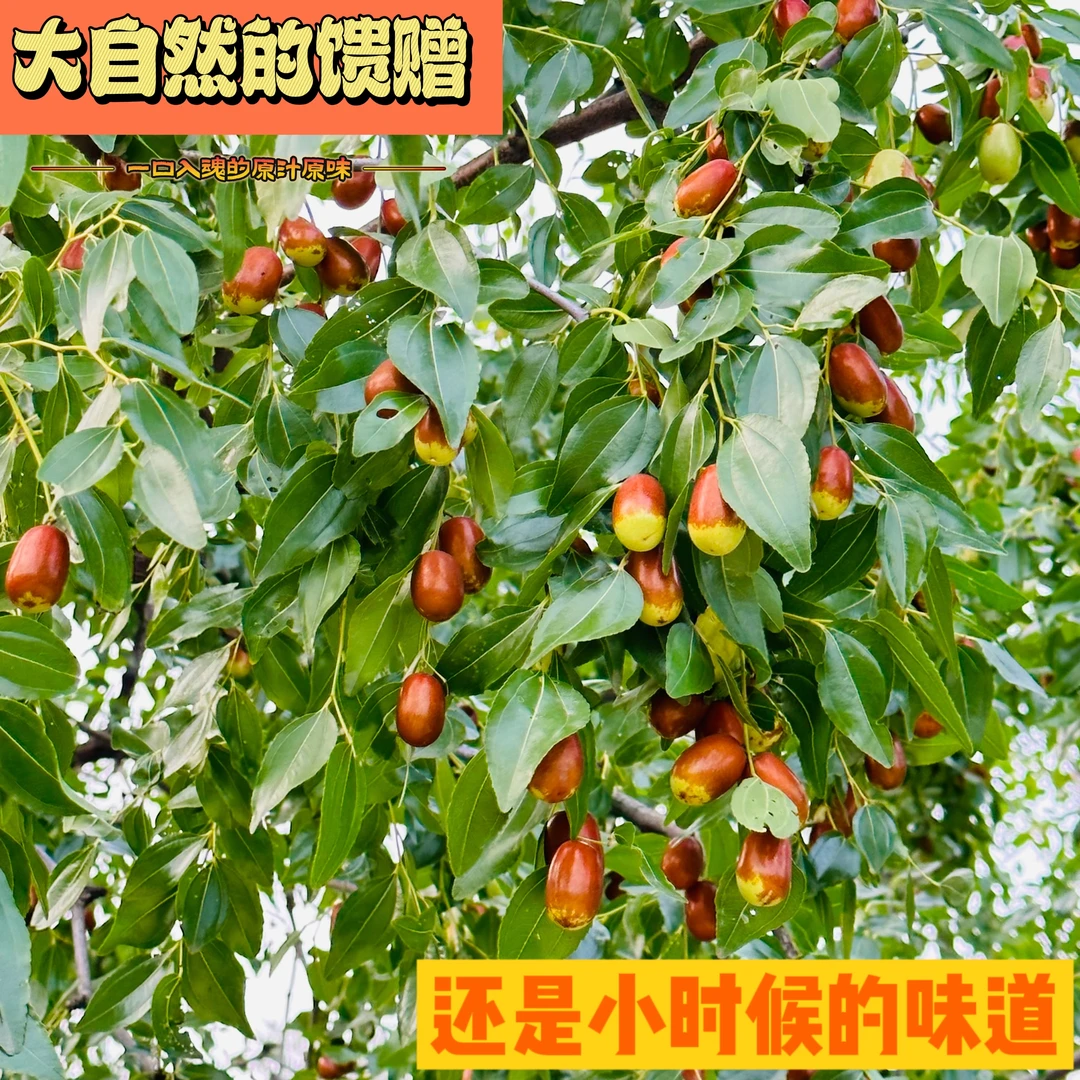 大枣朝阳大枣净重3-5斤甜美口感酸甜甜脆鲜美皮薄鲜嫩