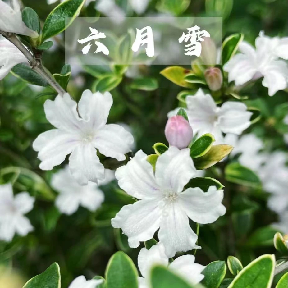 老桩金边提根六月雪好养室内茶桌阳台开花绿植盆景【景丰推荐好物】