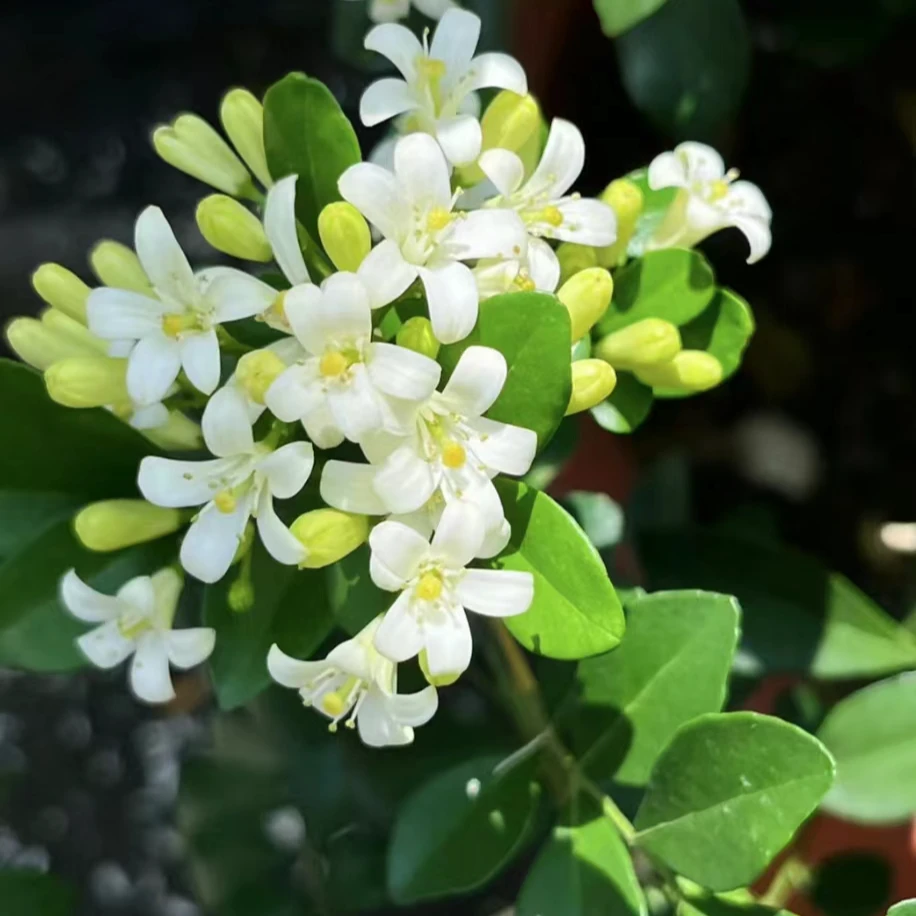 九里香盆栽老桩丛林款庭院阳台绿植室内四季开【景丰推荐好物】