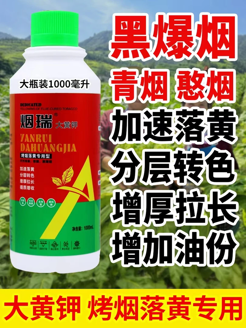 大黄钾 加速落黄，分层转色，增厚拉长提质增收增加油分