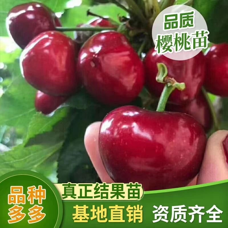 正宗嫁接大樱桃车厘子树苗南北方均可栽种盆栽地栽均可