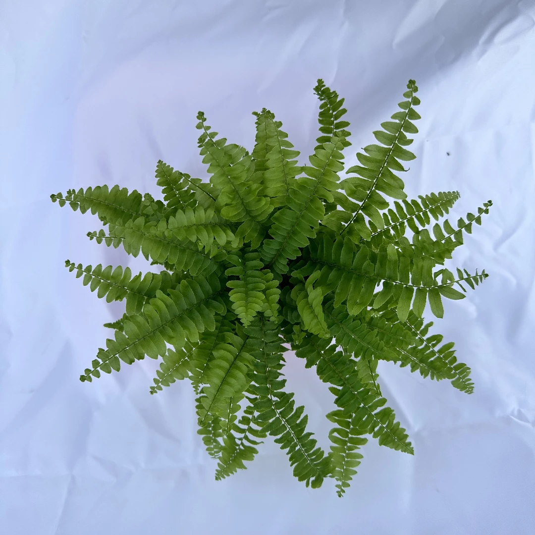 波斯顿蕨网红盆栽蕨类植物室内办公阳台观叶耐阴四季常青净化空气