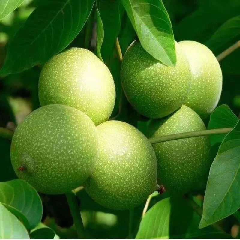 新疆阿克苏185纸皮核桃鲜核桃产地直发