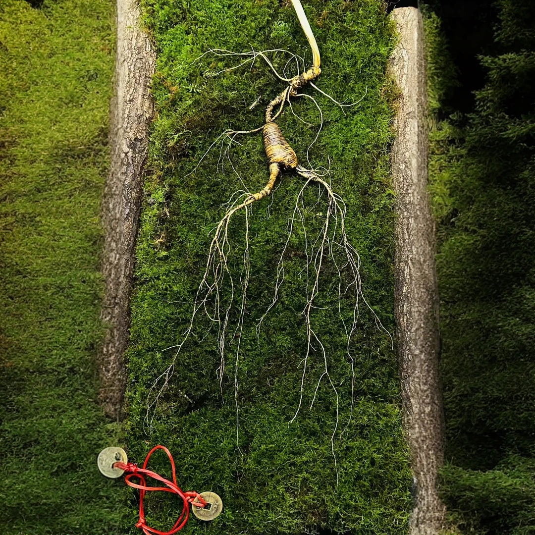 鲜人参改价链接～一物一拍实物截图为准，