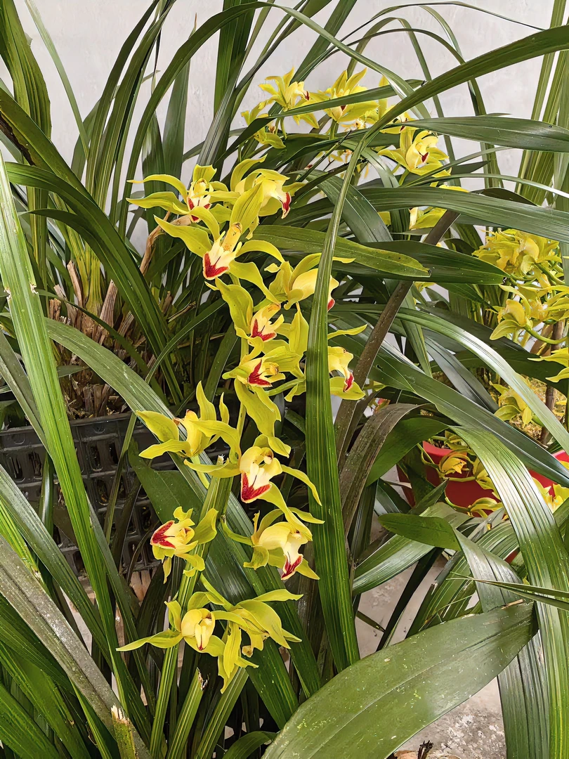 [原生种]红嘴鸥绿植养护盆栽花卉红嘴鸥兰花