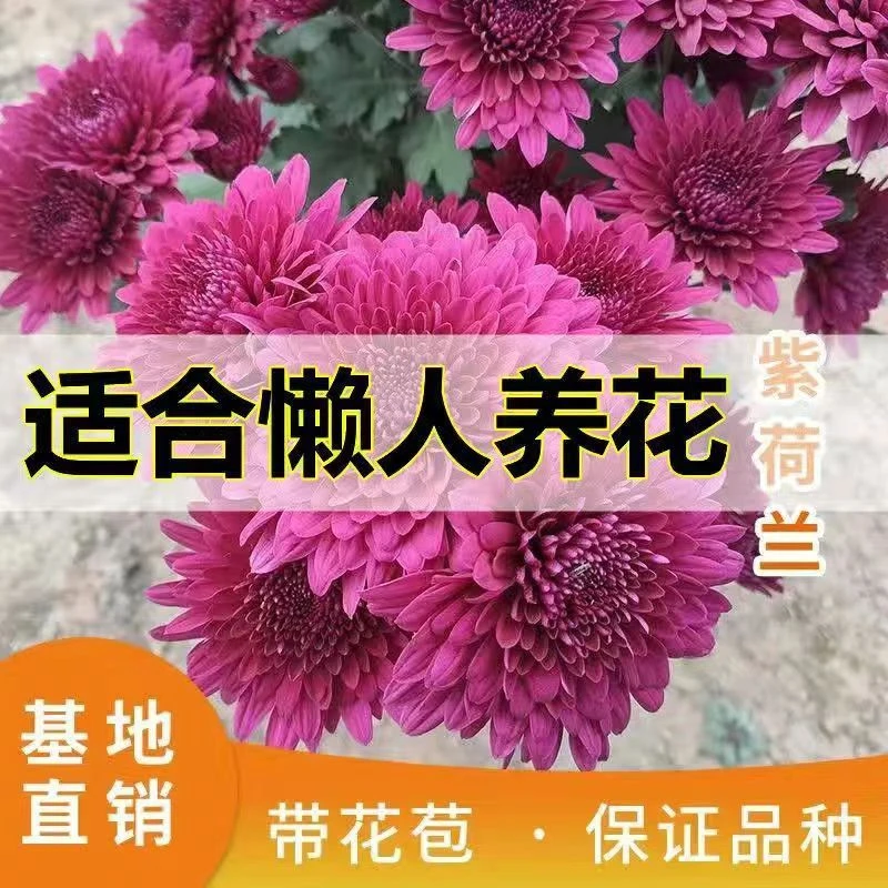 四季荷兰菊花苗带花苞盆栽阳台超长花期月月菊花卉常年耐寒耐热