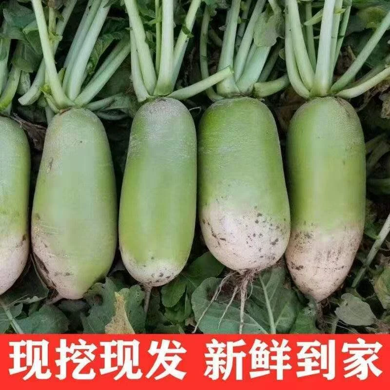 2024现挖青萝卜绿萝卜5斤新鲜蔬菜白萝卜10斤非红萝卜批发蔬菜