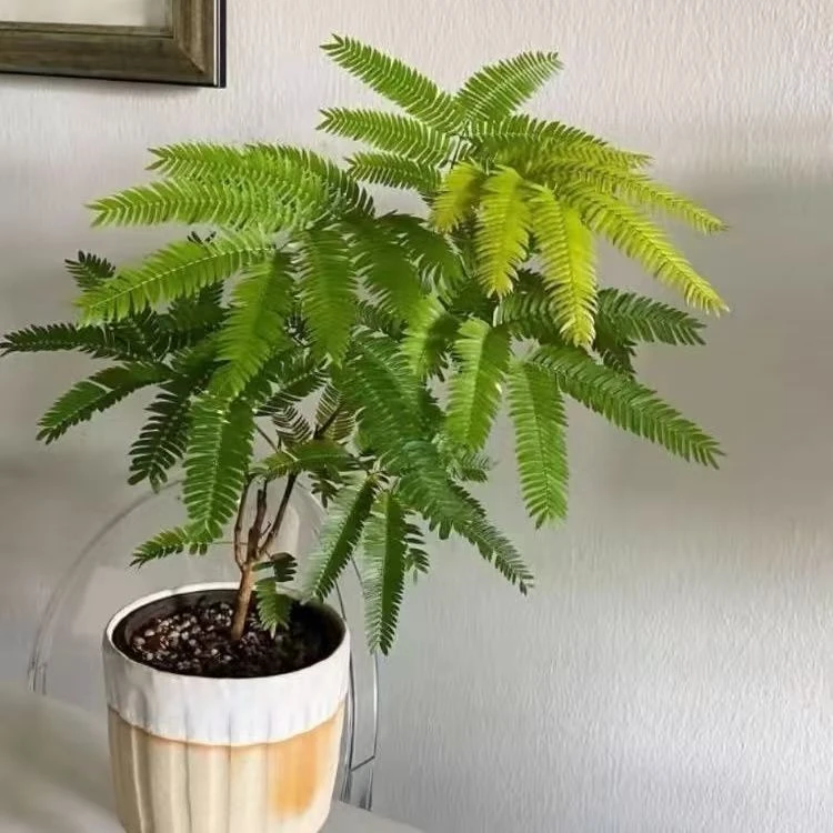 日本进口密叶猴耳环原盆籽播苗ins网红室内观叶绿植