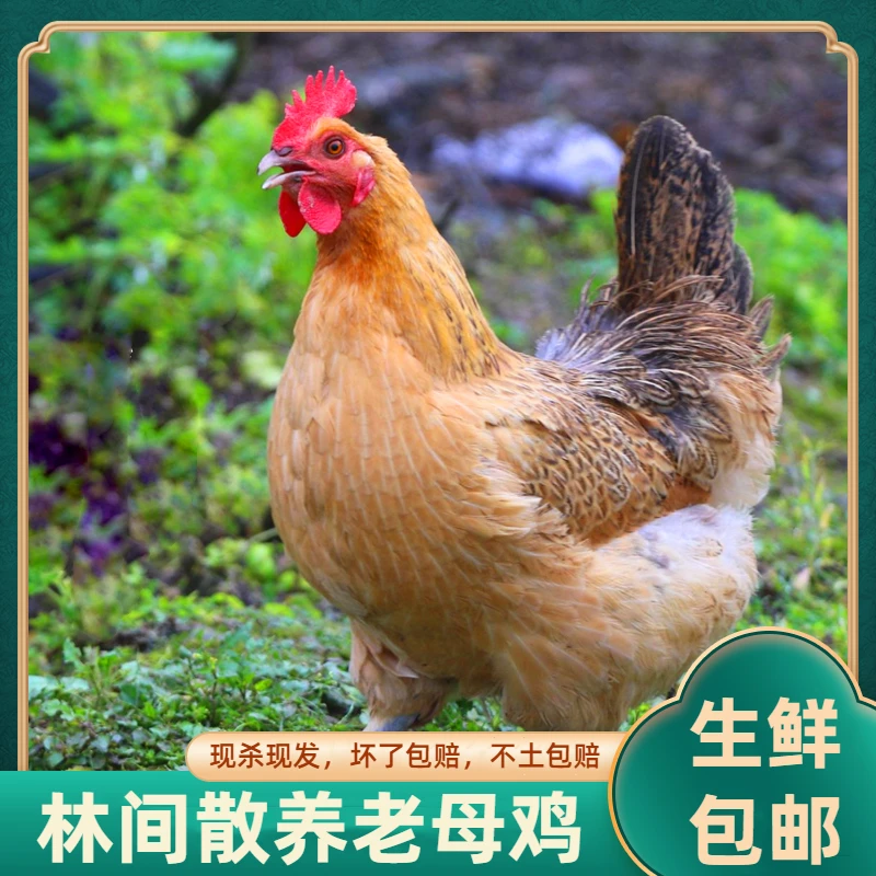 【肥西黄油老母鸡】农家散养走地鸡4只净重11斤到12斤 包冰率不含冰