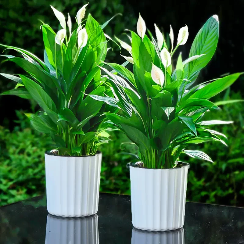 白掌 超大株型 一帆风顺 盆栽 水培 室内 阳台 办公桌 植物 花卉