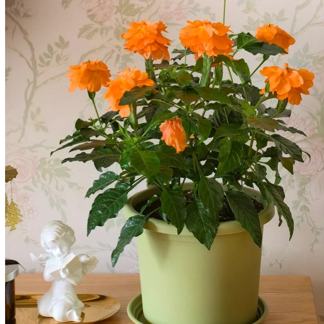 鸟尾花多年生宿根植物阳台庭院耐热超美橘色花卉