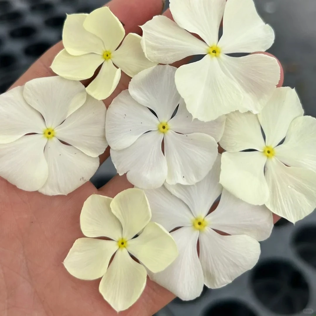 垂吊 长春花 墙挂 墙体绿植花卉 四季开花 夏日爆花机器