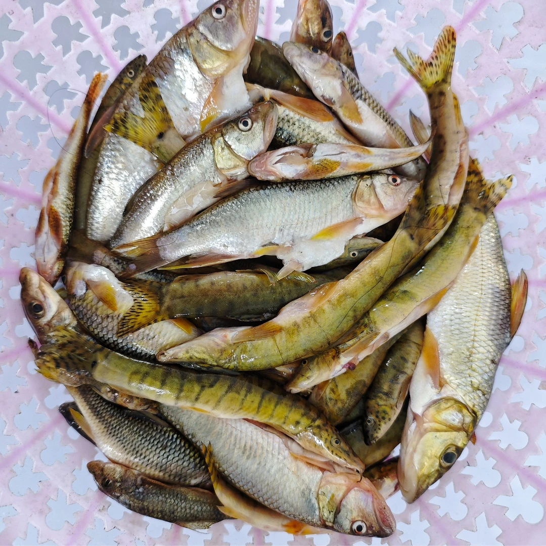 婺源本地新鲜小河鱼现杀去脏1斤起生态营养美味顺丰包邮